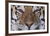 Bengal Tiger-DLILLC-Framed Photographic Print