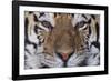 Bengal Tiger-DLILLC-Framed Photographic Print