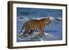 Bengal Tiger-DLILLC-Framed Photographic Print