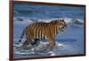 Bengal Tiger-DLILLC-Framed Photographic Print