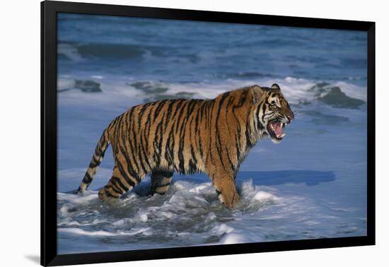 Bengal Tiger-DLILLC-Framed Photographic Print