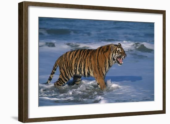 Bengal Tiger-DLILLC-Framed Photographic Print