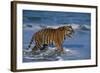 Bengal Tiger-DLILLC-Framed Photographic Print