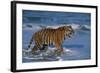 Bengal Tiger-DLILLC-Framed Photographic Print