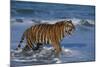 Bengal Tiger-DLILLC-Mounted Photographic Print