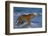 Bengal Tiger-DLILLC-Framed Photographic Print