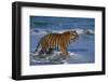 Bengal Tiger-DLILLC-Framed Photographic Print