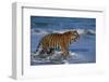 Bengal Tiger-DLILLC-Framed Photographic Print