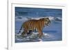 Bengal Tiger-DLILLC-Framed Photographic Print