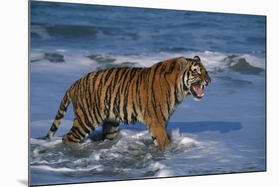 Bengal Tiger-DLILLC-Mounted Photographic Print