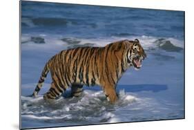 Bengal Tiger-DLILLC-Mounted Photographic Print