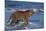 Bengal Tiger-DLILLC-Mounted Photographic Print