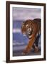 Bengal Tiger-DLILLC-Framed Photographic Print