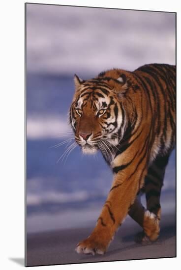 Bengal Tiger-DLILLC-Mounted Photographic Print