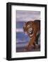 Bengal Tiger-DLILLC-Framed Photographic Print