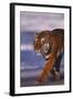 Bengal Tiger-DLILLC-Framed Photographic Print