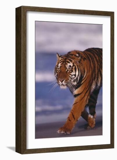 Bengal Tiger-DLILLC-Framed Photographic Print