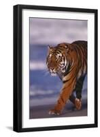 Bengal Tiger-DLILLC-Framed Photographic Print