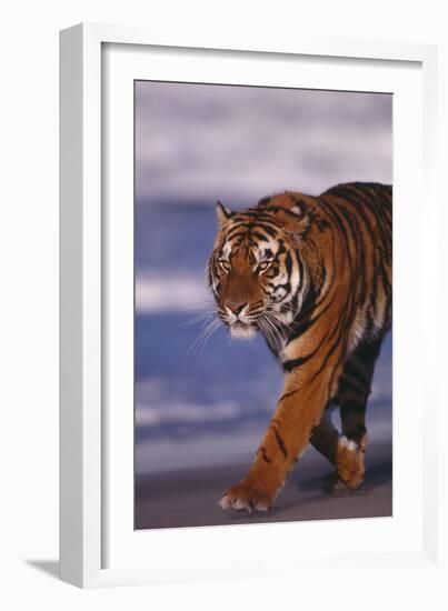 Bengal Tiger-DLILLC-Framed Photographic Print