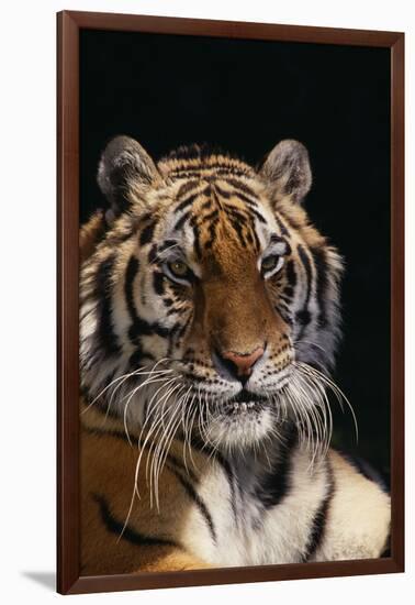 Bengal Tiger-DLILLC-Framed Photographic Print