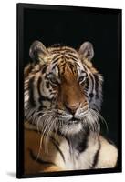 Bengal Tiger-DLILLC-Framed Photographic Print