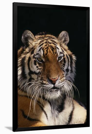 Bengal Tiger-DLILLC-Framed Photographic Print