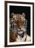 Bengal Tiger-DLILLC-Framed Photographic Print