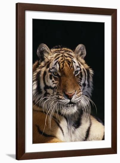 Bengal Tiger-DLILLC-Framed Photographic Print