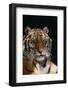 Bengal Tiger-DLILLC-Framed Photographic Print