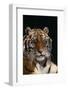 Bengal Tiger-DLILLC-Framed Photographic Print