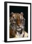 Bengal Tiger-DLILLC-Framed Photographic Print