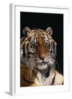 Bengal Tiger-DLILLC-Framed Photographic Print