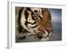 Bengal Tiger-DLILLC-Framed Photographic Print