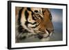 Bengal Tiger-DLILLC-Framed Photographic Print