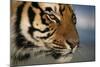 Bengal Tiger-DLILLC-Mounted Photographic Print