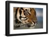 Bengal Tiger-DLILLC-Framed Photographic Print