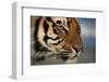 Bengal Tiger-DLILLC-Framed Photographic Print