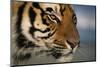 Bengal Tiger-DLILLC-Mounted Photographic Print