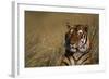 Bengal Tiger-DLILLC-Framed Photographic Print