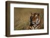 Bengal Tiger-DLILLC-Framed Photographic Print