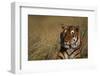 Bengal Tiger-DLILLC-Framed Photographic Print