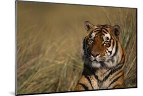 Bengal Tiger-DLILLC-Mounted Photographic Print