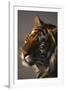 Bengal Tiger-DLILLC-Framed Photographic Print