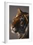 Bengal Tiger-DLILLC-Framed Photographic Print