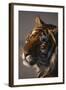 Bengal Tiger-DLILLC-Framed Photographic Print