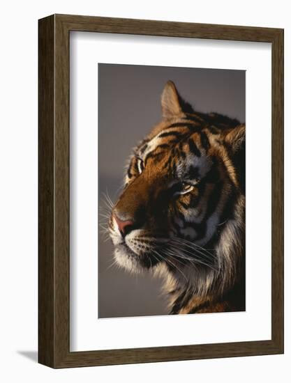 Bengal Tiger-DLILLC-Framed Photographic Print