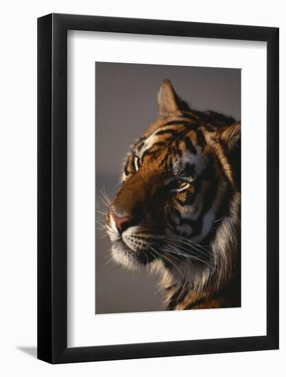 Bengal Tiger-DLILLC-Framed Photographic Print