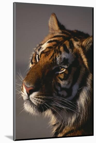 Bengal Tiger-DLILLC-Mounted Photographic Print