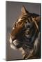 Bengal Tiger-DLILLC-Mounted Photographic Print