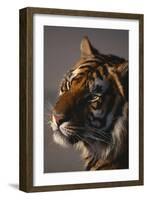 Bengal Tiger-DLILLC-Framed Photographic Print